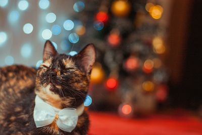 Close-up of cat with eyes closed against christmas tree