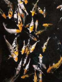 Close-up of koi carps swimming in pond