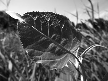 Close-up of plant