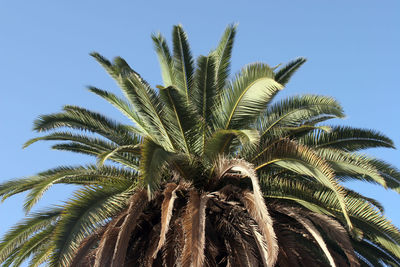 Low angle view of palm tree against clear blue sky