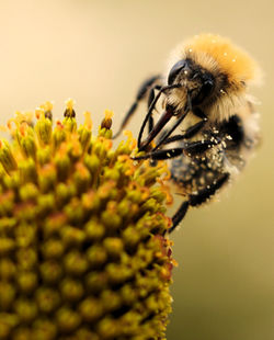 Close-up of bee on flower