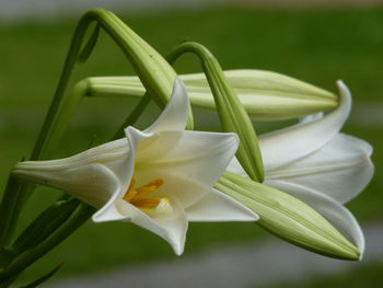 Close-up of white lily on plant