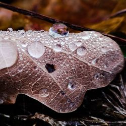 Close-up of butterfly on leaf