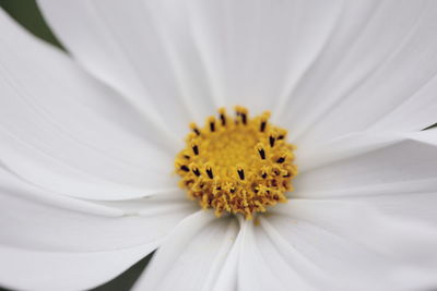 Macro shot of white daisy flower