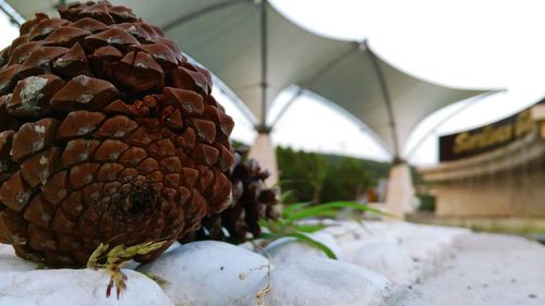 Close-up of plant against blurred background