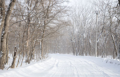 Bare trees on snow covered land