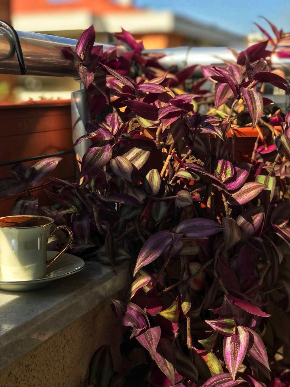 no people, coffee cup, freshness, table, flower, drink, leaf, day, nature, close-up, indoors, fragility, beauty in nature