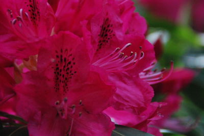 Close-up of pink flower