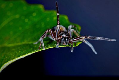 Close-up of spider