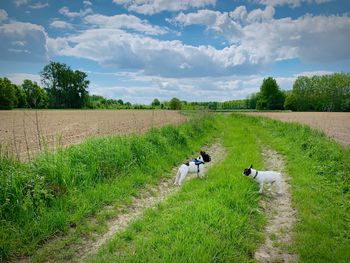 View of sheep on grassy field against sky