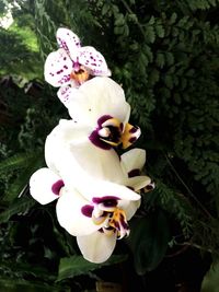 Close-up of white flowers blooming outdoors