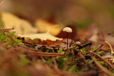 Close-up of mushrooms growing on field