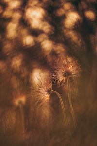 Close-up of wilted dandelion on field