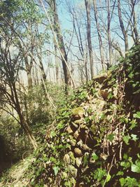 Trees growing in forest