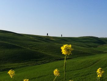 Scenic view of grassy field against clear sky