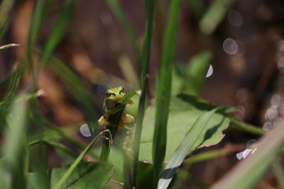 Green frog on leaf