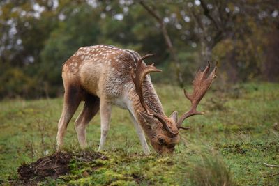 Deer in a field