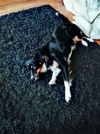 High angle view of black dog lying on floor