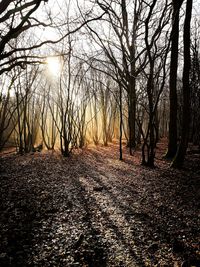 Trees in forest during winter