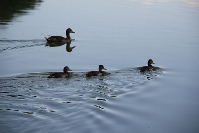 Ducks swimming in lake