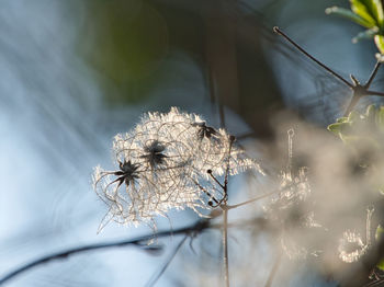Close-up of frozen plant