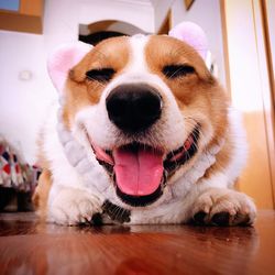 Close-up portrait of a dog