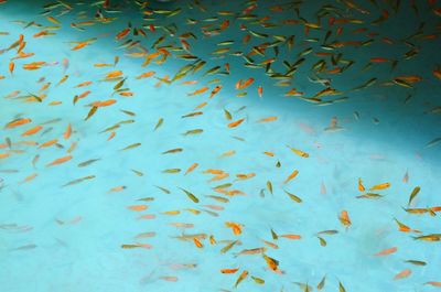 School of fish swimming in sea