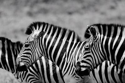 Close-up of zebra