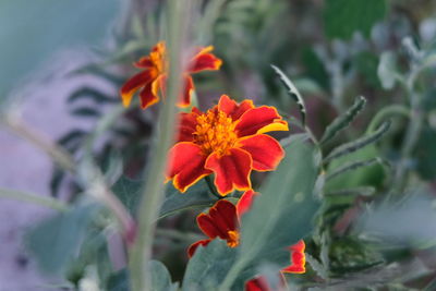 Close-up of orange flower