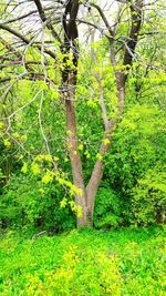 Trees growing in forest