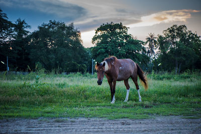 Horses in a field