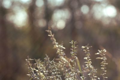 Close-up of plant against blurred background