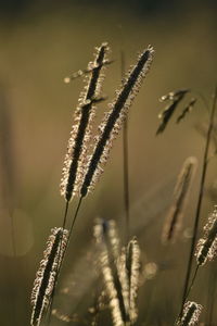 Close-up of stalks against blurred background