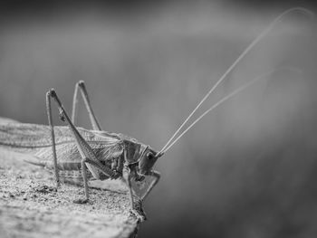 Close-up of grasshopper on wood