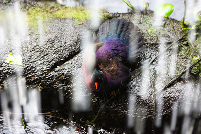 View of dog in water