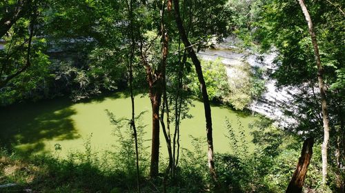 Scenic view of lake in forest