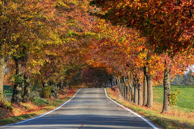 Road amidst trees during autumn