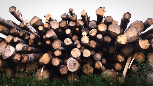 Stack of logs in forest