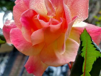 Close-up of pink rose blooming outdoors