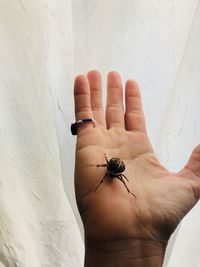 Close-up of insect on hand