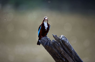 White throated kingfisher on a perch