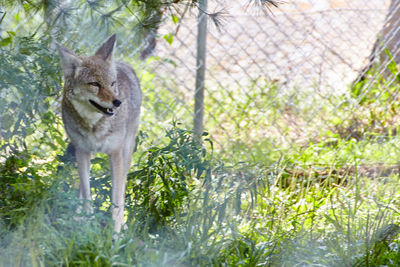 Fox standing on field