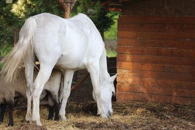 Horse standing in ranch