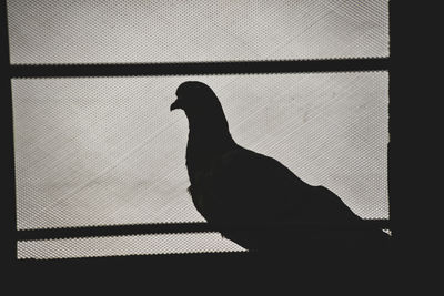 Side view of a silhouette bird