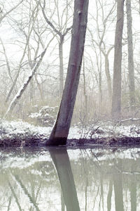 Reflection of bare trees in lake during winter
