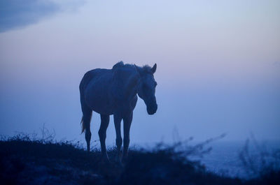 Horse standing on field against purple sky