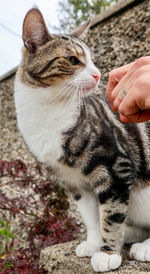 Close-up of hand touching cat outdoors