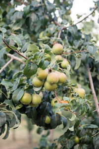 Low angle view of fruits growing on tree