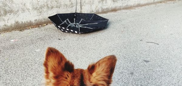 High angle view of cat on street