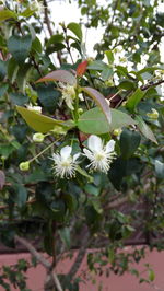 Close-up of white flowers